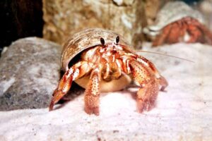 Read more about the article A Spa Day for Hermies: The Ultimate Guide to Giving Your Hermit Crab a Relaxing Bath