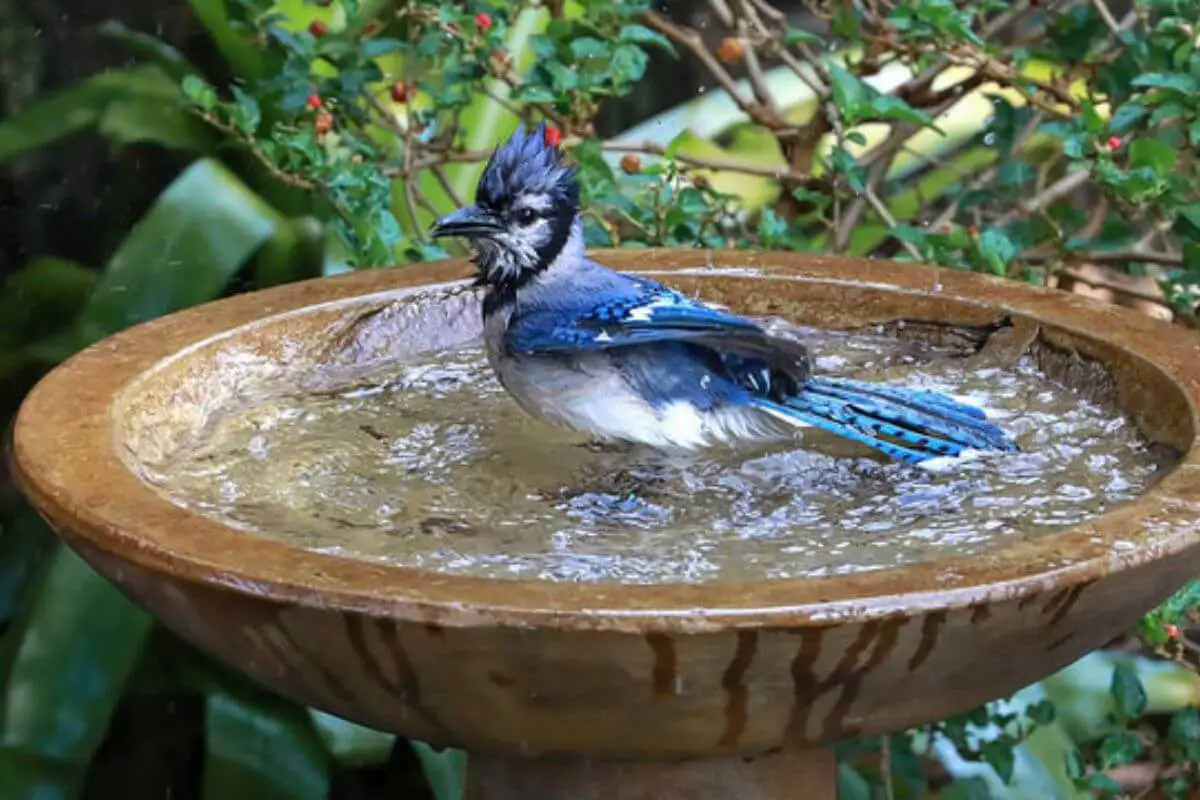 Are Mosquito Dunks Safe for Bird Baths A Comprehensive Guide