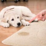 The Golden Equation: Balancing Cleanliness and Canine Comfort
