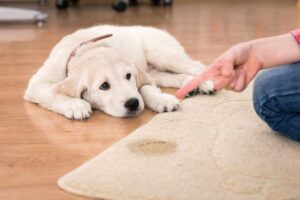 Read more about the article The Golden Equation: Balancing Cleanliness and Canine Comfort