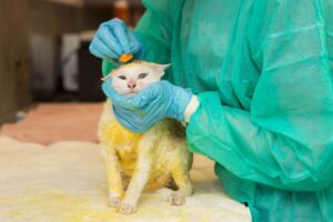 Read more about the article Bathing Your Cat After a Lime Sulfur Dip: What You Need to Know