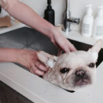 Bathing Your French Bulldog: A Comprehensive Guide to Weekly Care