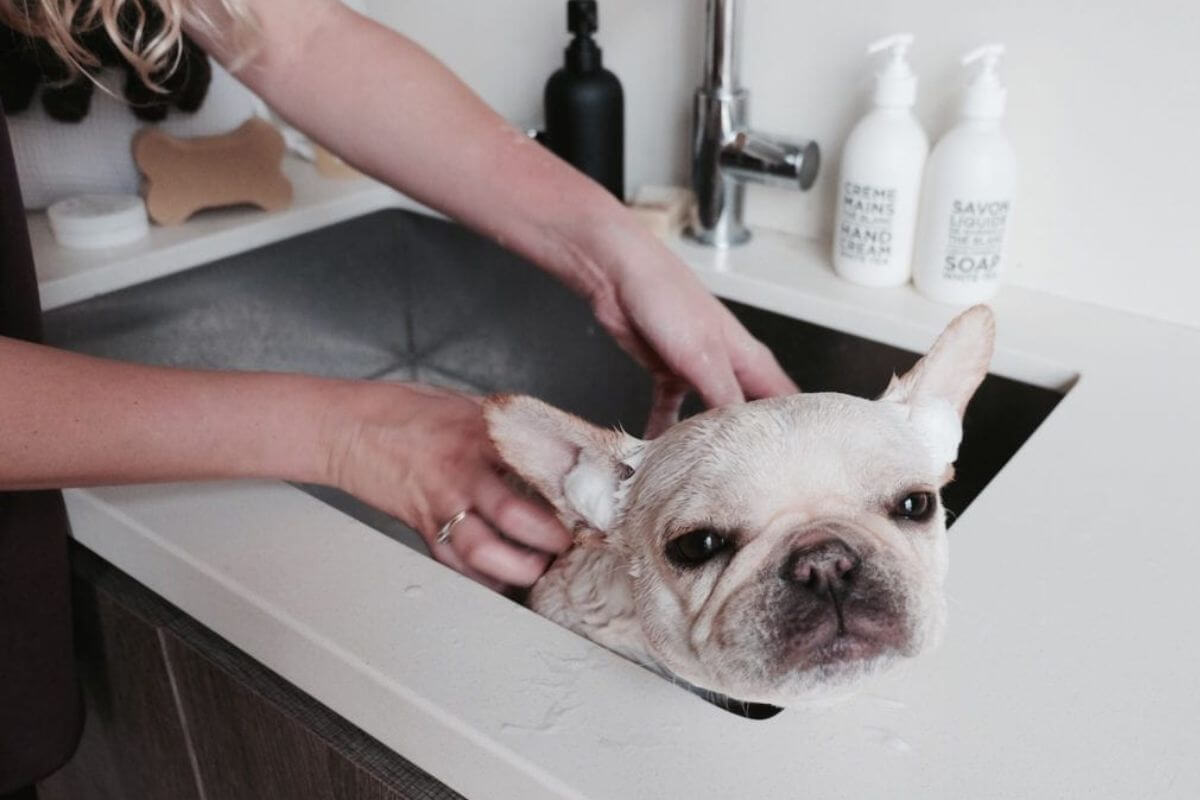Bathing Your French Bulldog