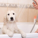 Can I Bathe My Dog 2 Days After Vaccination: A Comprehensive Guide to Post-Vaccination Care for Your Furry Friend
