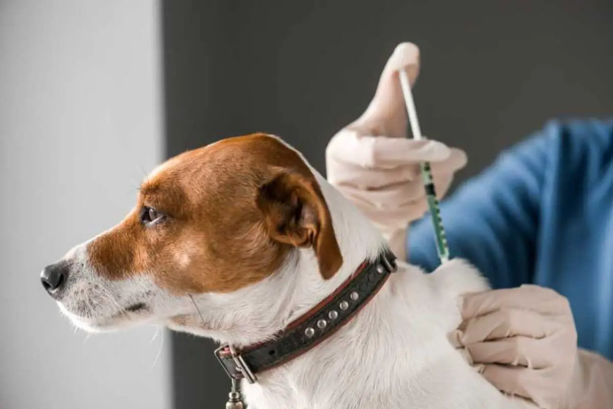 Can I Bathe My Dog 2 Days After Vaccination A Comprehensive Guide to