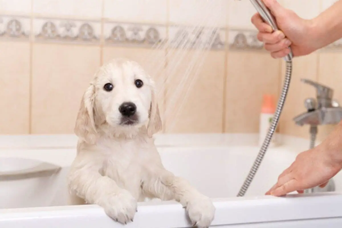 Can I Bathe My Dog 2 Days After Vaccination