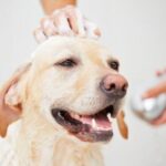 Can I Bathe My Dog Before She Gives Birth: A Guide to Prenatal Canine Care