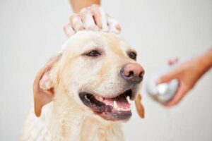 Read more about the article Can I Bathe My Dog Before She Gives Birth: A Guide to Prenatal Canine Care