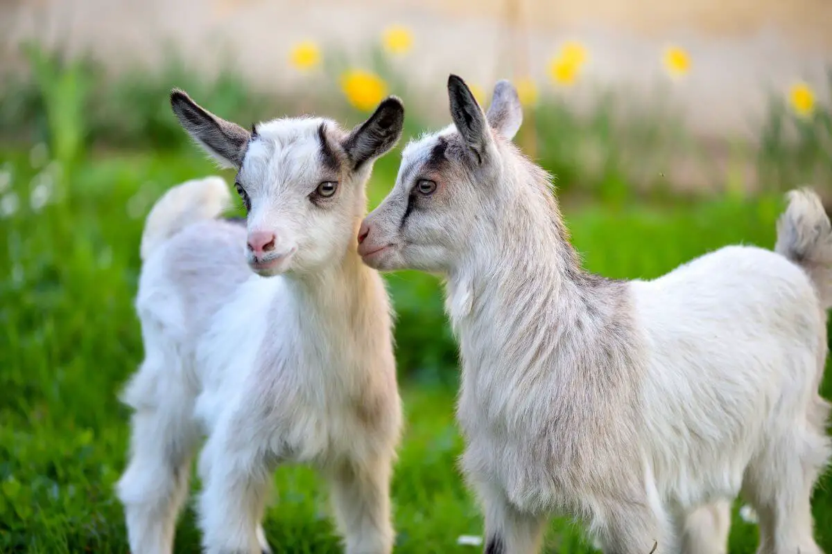 the-soapy-dilemma-can-you-give-a-goat-a-bath