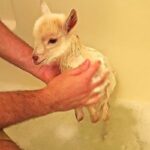 The Soapy Dilemma: Can You Give a Goat a Bath?
