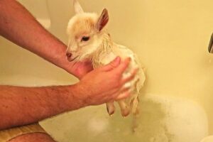 Read more about the article The Soapy Dilemma: Can You Give a Goat a Bath?