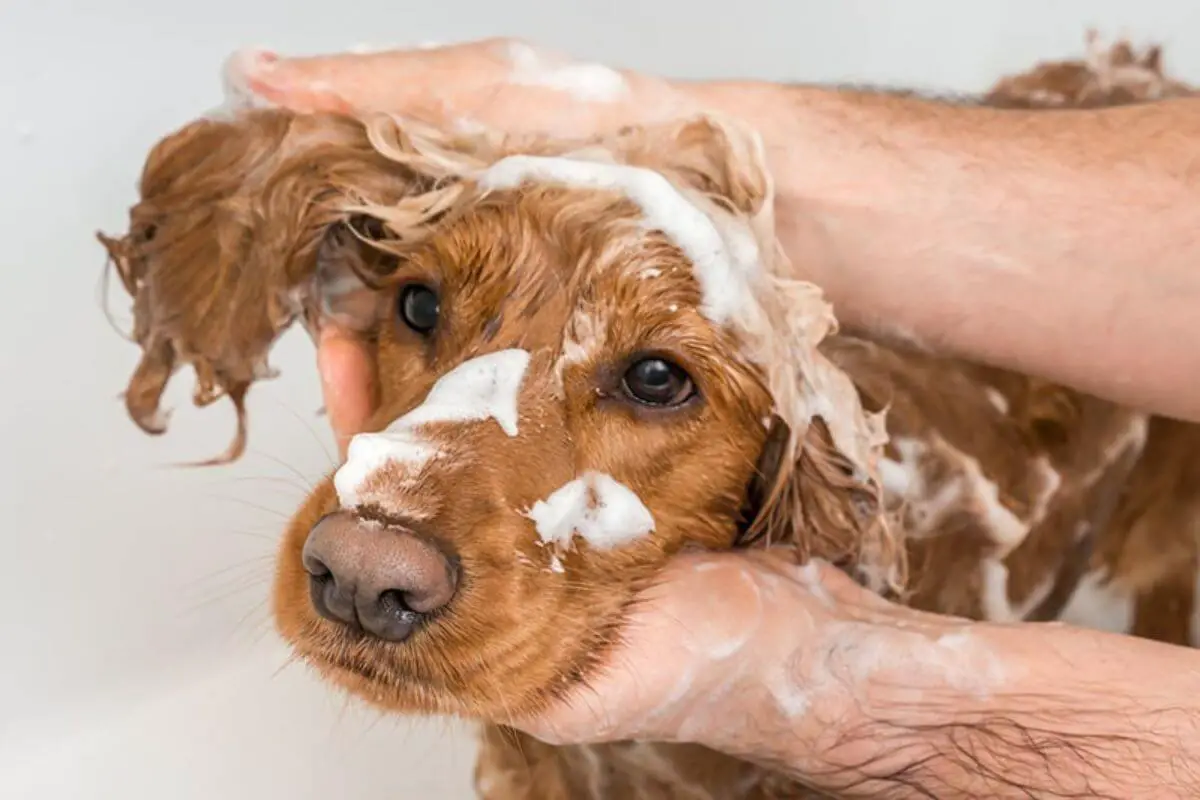 Can You Give a Pregnant Dog a Bath? Understanding the Do's and Don'ts