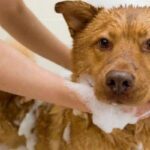 Can You Give a Pregnant Dog a Bath? Understanding the Do’s and Don’ts