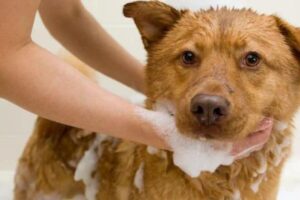 Read more about the article Can You Give a Pregnant Dog a Bath? Understanding the Do’s and Don’ts