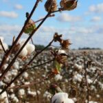 Cotton Balls vs Simply White: A Comprehensive Comparison