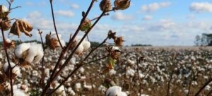 Read more about the article Cotton Balls vs Simply White: A Comprehensive Comparison