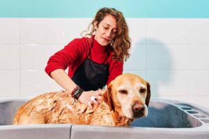 Read more about the article The Labradoodle Lather: Decoding Bathing Frequency for Your Canine Companion