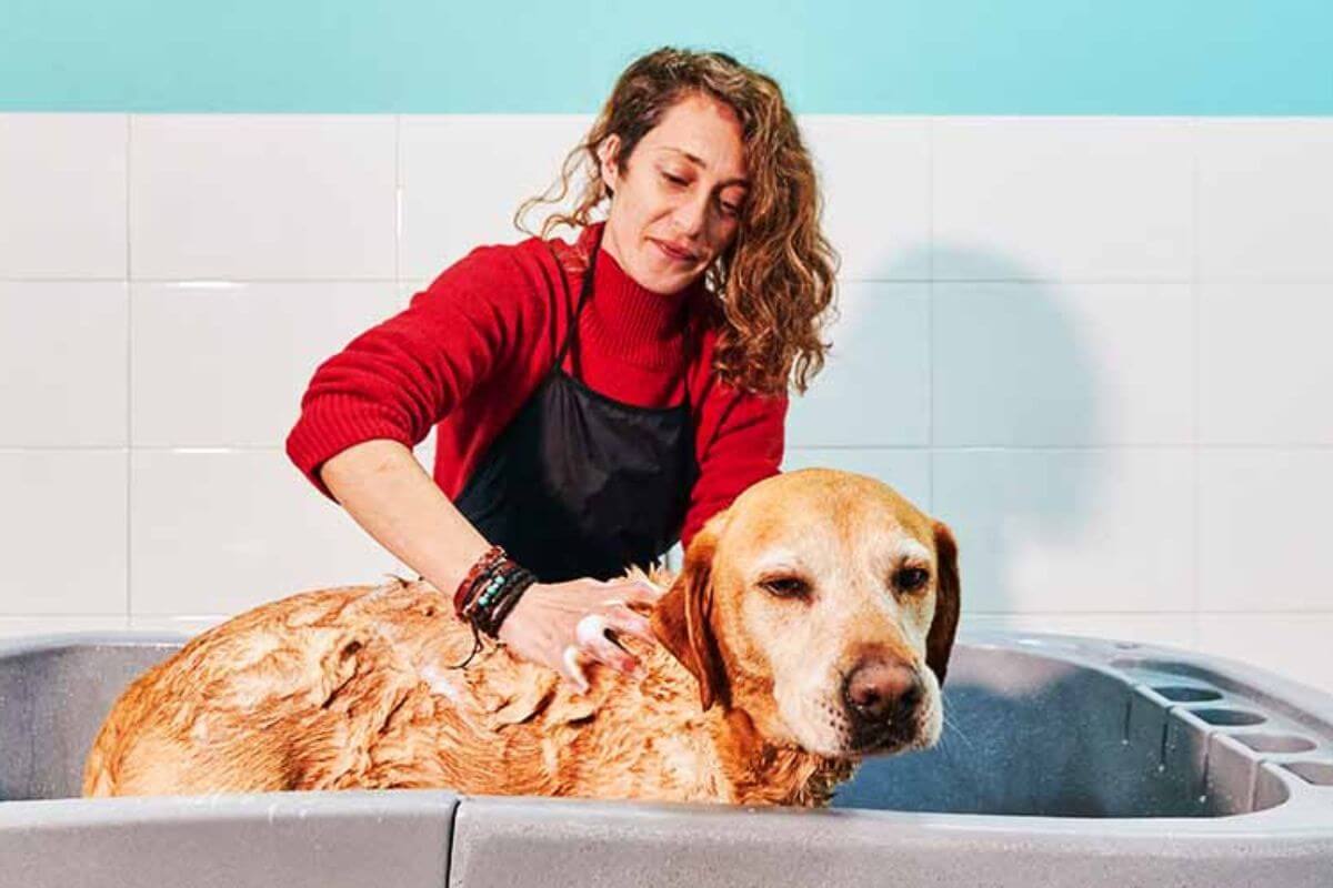 Decoding Bathing Frequency for Your Canine Companion