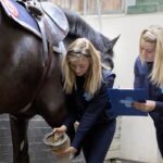 Bathing Elegance: Decoding the Equine Cleanse Routine