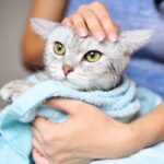 Gentle Baths for Stray Cats: A Compassionate Approach to Feline Care