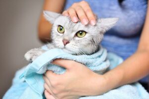 Read more about the article Gentle Baths for Stray Cats: A Compassionate Approach to Feline Care