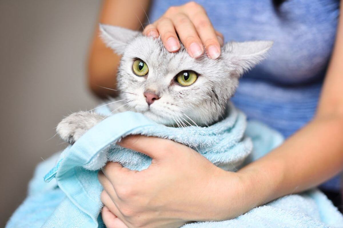 Gentle Baths for Stray Cats