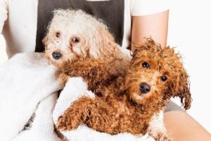 Read more about the article How Often Should You Bathe a Poodle: A Comprehensive Guide