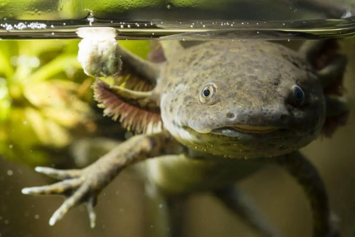 A comprehensive guide How to Make a Salt Bath for Axolotl
