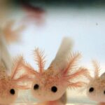 A comprehensive guide: How to Make a Salt Bath for Axolotl