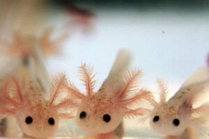 Read more about the article A comprehensive guide: How to Make a Salt Bath for Axolotl