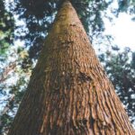 Incense Cedar vs Red Cedar: Choosing the Right Wood for Your Project