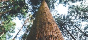 Read more about the article Incense Cedar vs Red Cedar: Choosing the Right Wood for Your Project