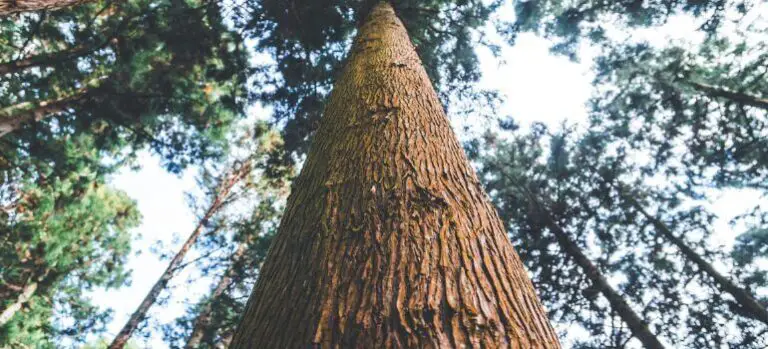 Incense Cedar vs Red Cedar: Choosing the Right Wood for Your Project