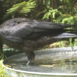 Keeping Crows Out of Your Bird Bath: Comprehensive Guide
