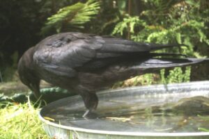 Read more about the article Keeping Crows Out of Your Bird Bath: Comprehensive Guide