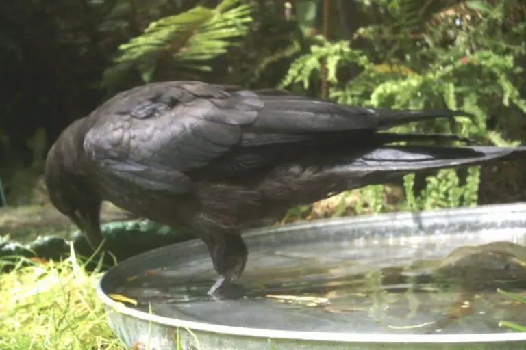 Keeping Crows Out of Your Bird Bath Comprehensive Guide