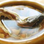 A Serpent Soak: Mastering the Art of Giving Your Snake a Bath