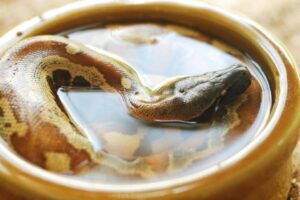Read more about the article A Serpent Soak: Mastering the Art of Giving Your Snake a Bath