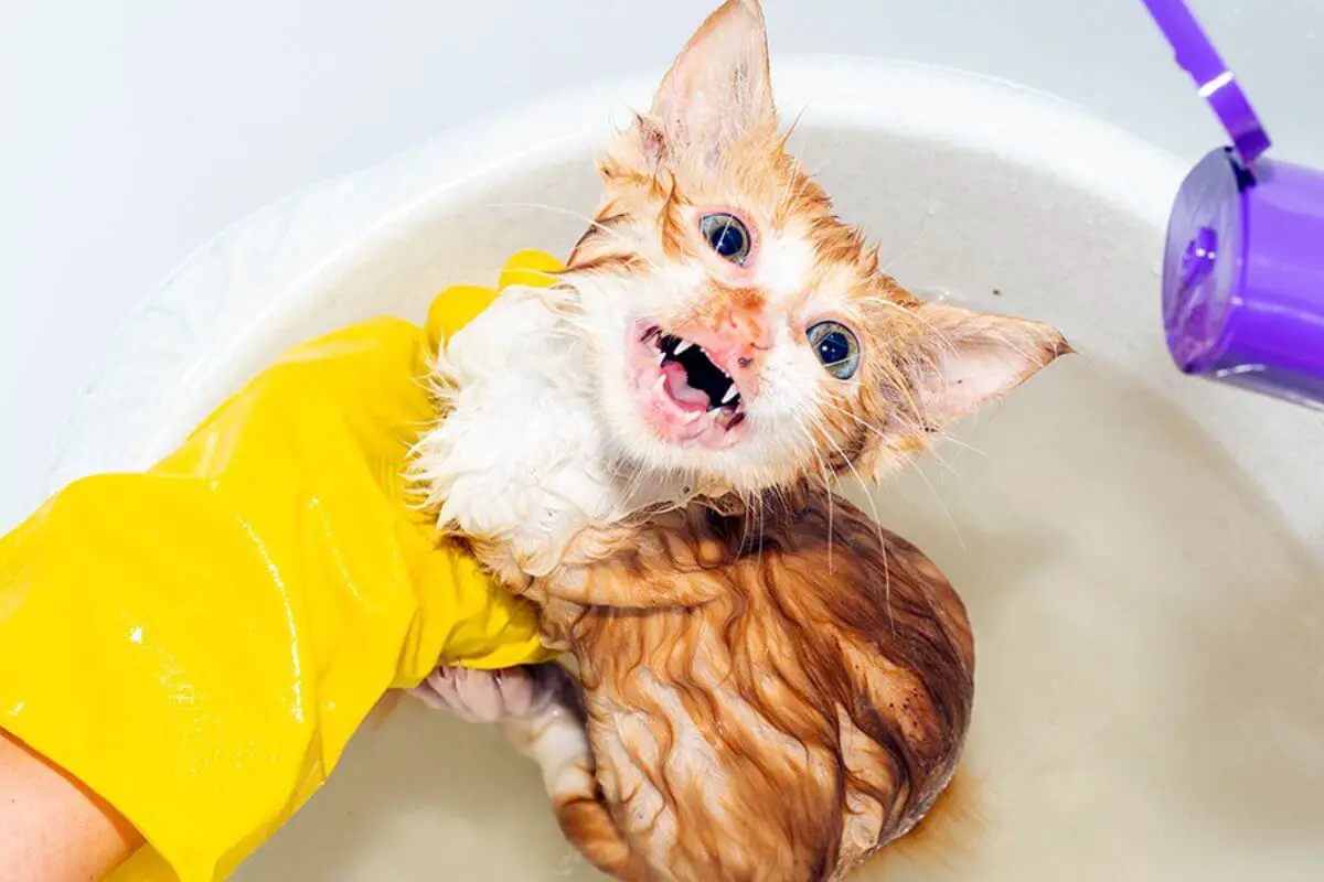 navigating-the-post-flea-treatment-bath-a-guide-for-cat-owners