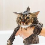 Navigating the Post-Flea Treatment Bath: A Guide for Cat Owners