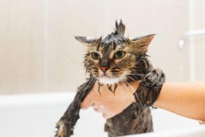 Read more about the article Navigating the Post-Flea Treatment Bath: A Guide for Cat Owners