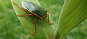 Read more about the article Stink Bug vs Squash Bug: Navigating the World of Garden Pests