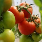 Sun Sugar vs. Sungold Tomato: A Flavorful Showdown