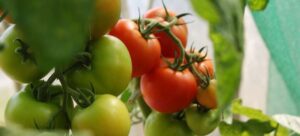 Read more about the article Sun Sugar vs. Sungold Tomato: A Flavorful Showdown