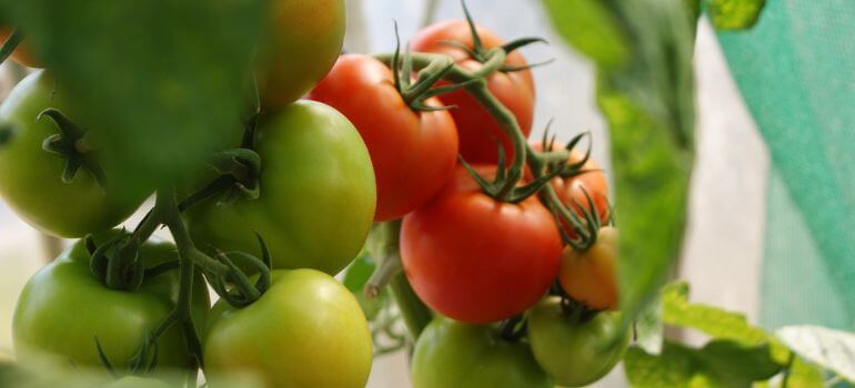 Sun Sugar vs. Sungold Tomato: A Flavorful Showdown