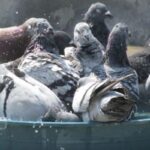 The Art of Bathing Your Pigeon :A Gentle Soak