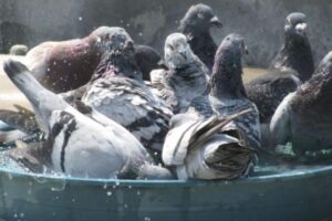 Read more about the article The Art of Bathing Your Pigeon :A Gentle Soak