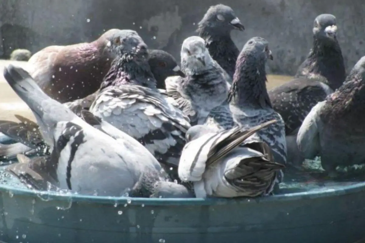 The Art of Bathing Your Pigeon