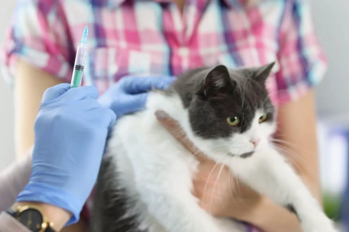 The PostDeworming Cat Bath Dilemma Is It Safe and Necessary?