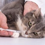 The Post-Deworming Cat Bath Dilemma: Is It Safe and Necessary?